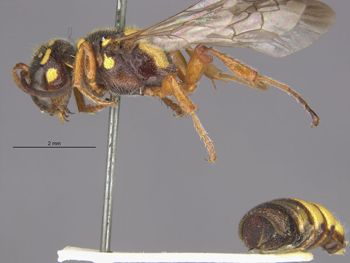 Media type: image;   Entomology 23537 Aspect: habitus lateral view